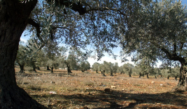 Mit dem Vertieb des Olivenöls aus Palästina ermöglicht gebana palästinensischen Bauern und Bäuerinnen den Zugang zum Markt und dies zu gerechteren Bedingungen.
