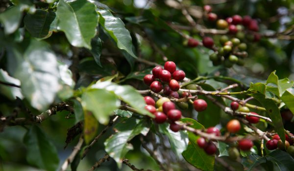 Wie Fair Trade die Arbeitsbedingungen von KaffeeproduzentInnen verbessert.