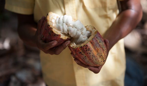 Mittel gegen Armut: Wie Fairer Handel den Kakaoproduzentinnen hilft.