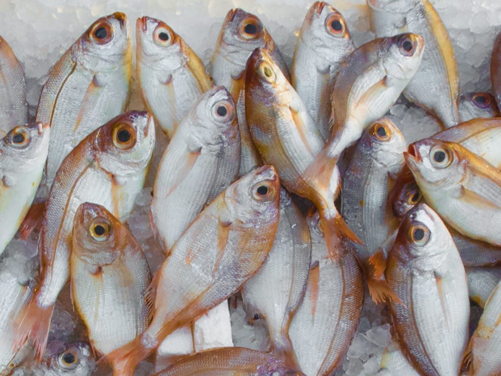 Weil die europäischen Meere überfischt sind, importieren wir zunehmend Fisch aus Entwicklungsländern. Dies hat fatale Folgen für die lokalen Kleinfischereien, wogegen der Verein fair-fish ankämpft.